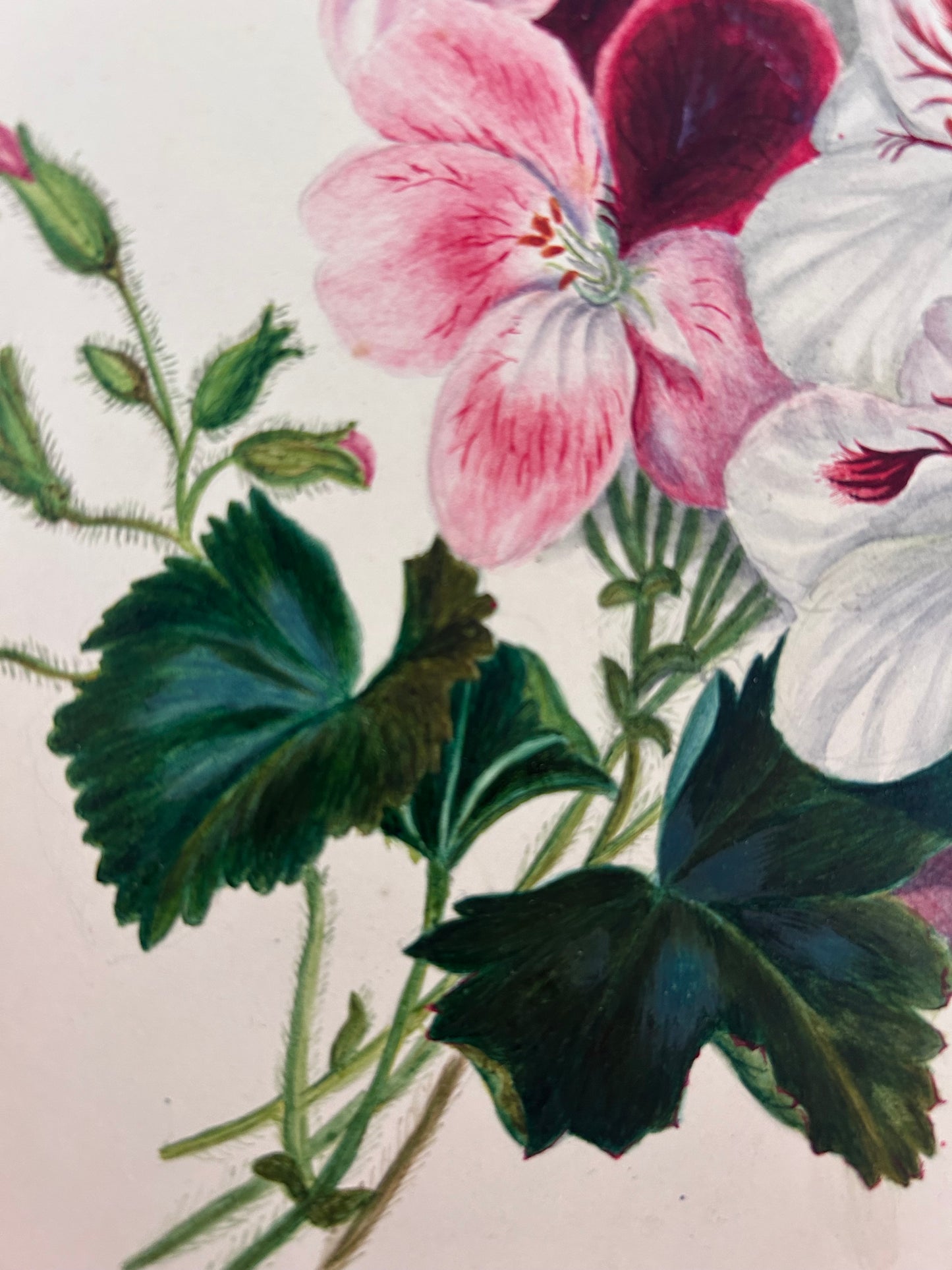 WATERCOLOUR 1870