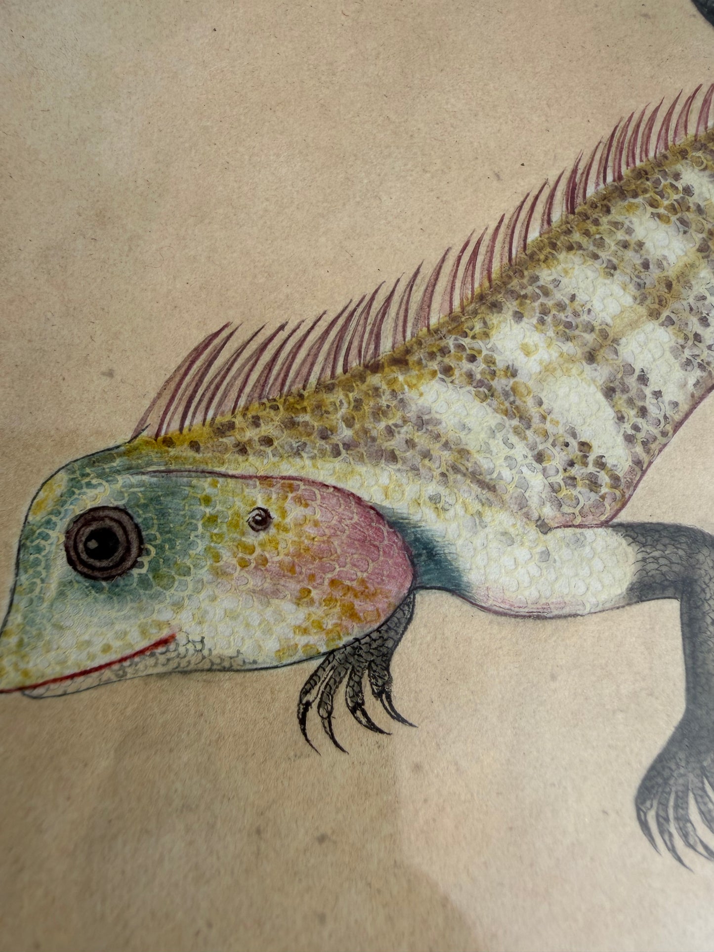 LIZARD