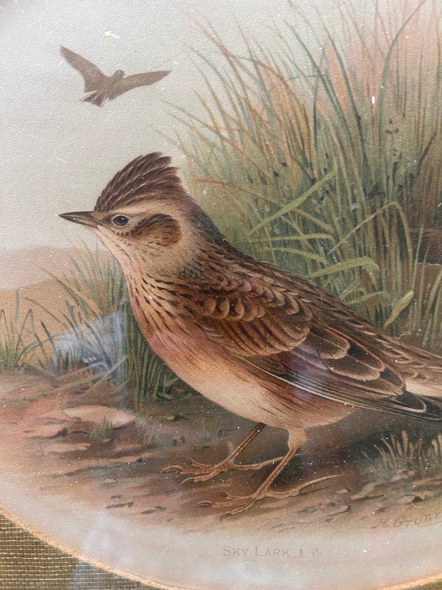 BIRD PRINT