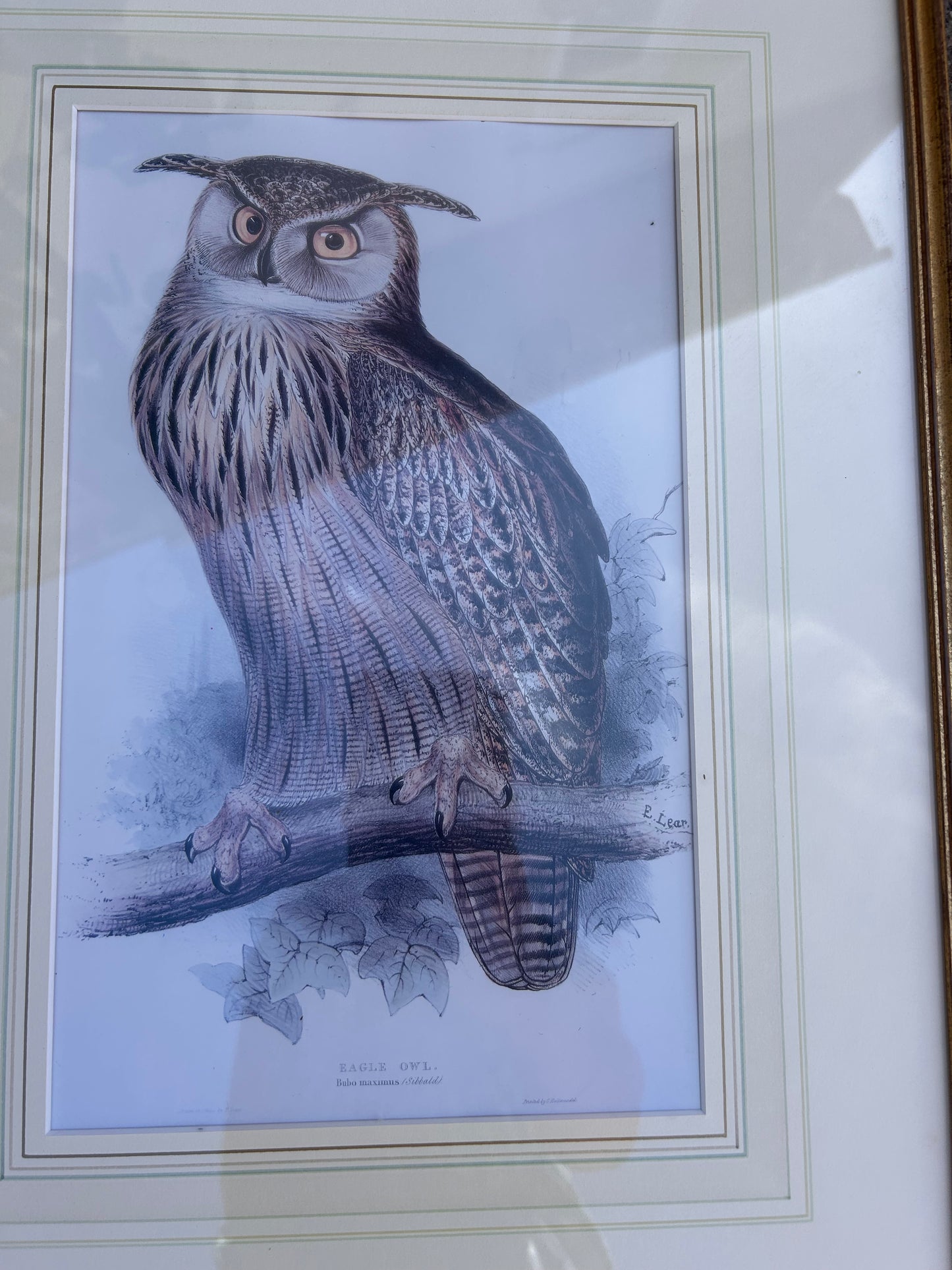 BIRDS OF PREY