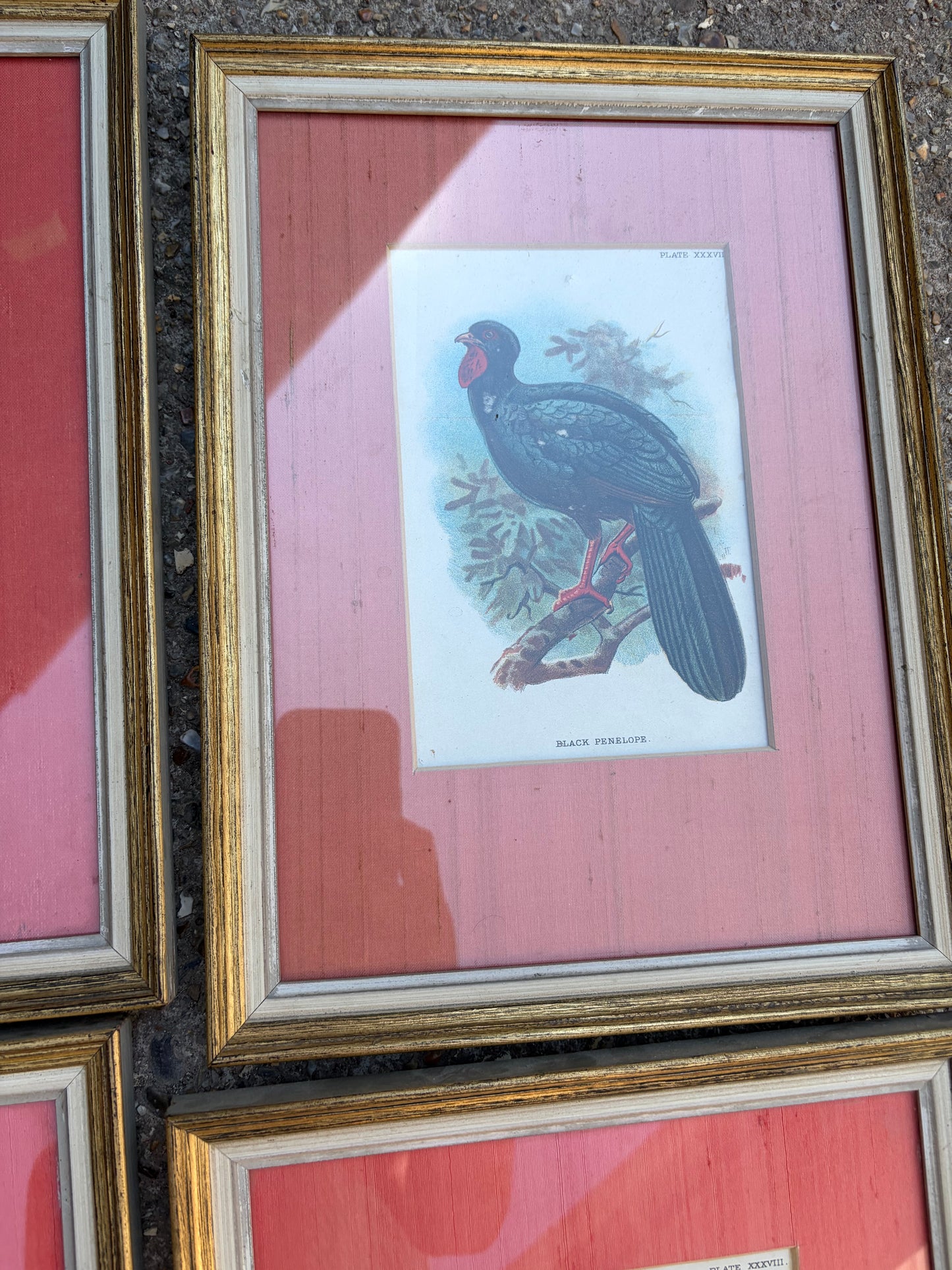 BIRD PICTURES