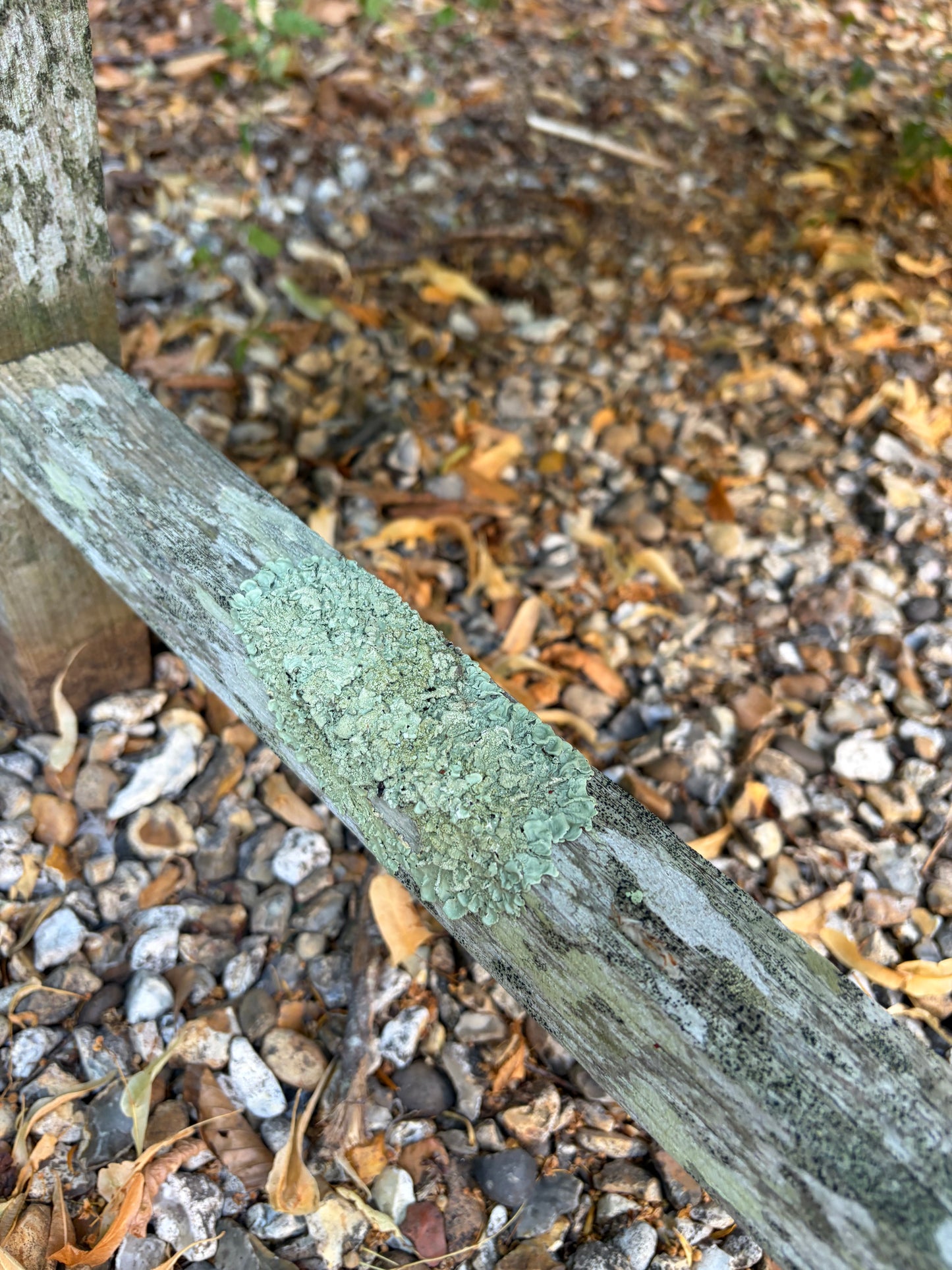 BENCH