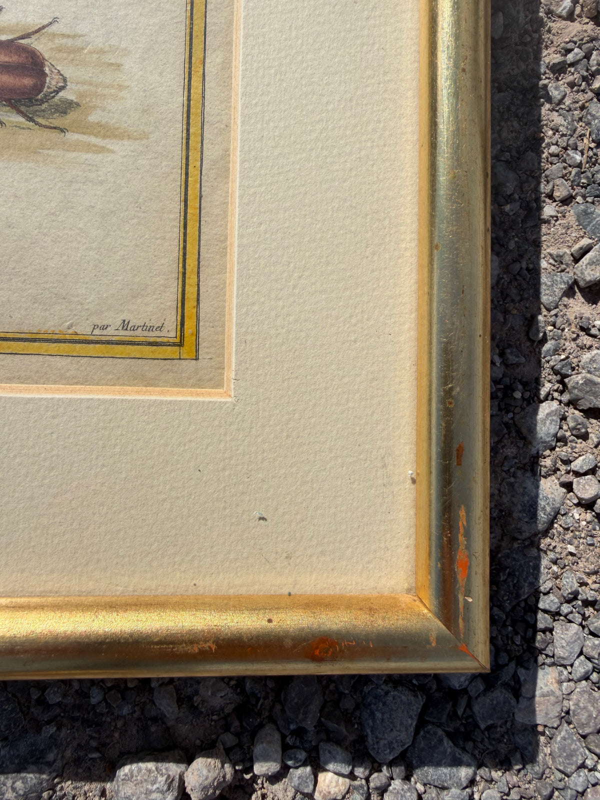 BEETLES PRINT
