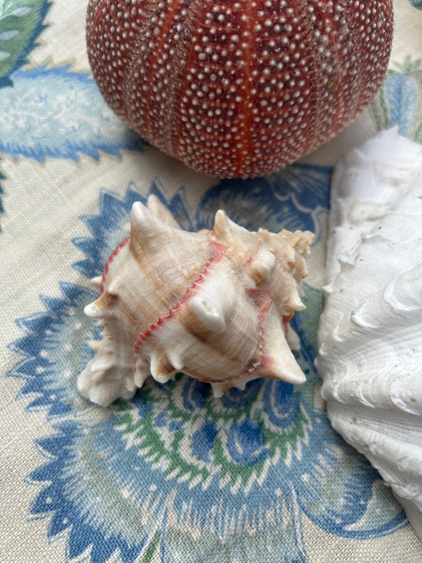 SHELLS