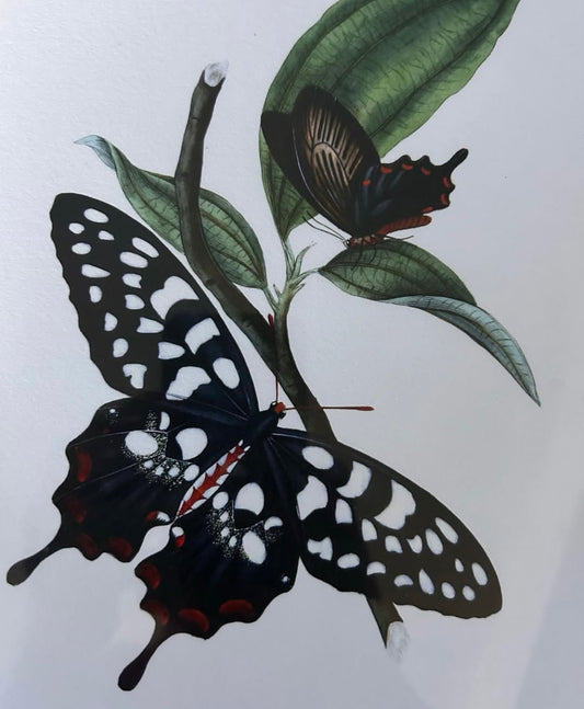 BUTTERFLY PRINT