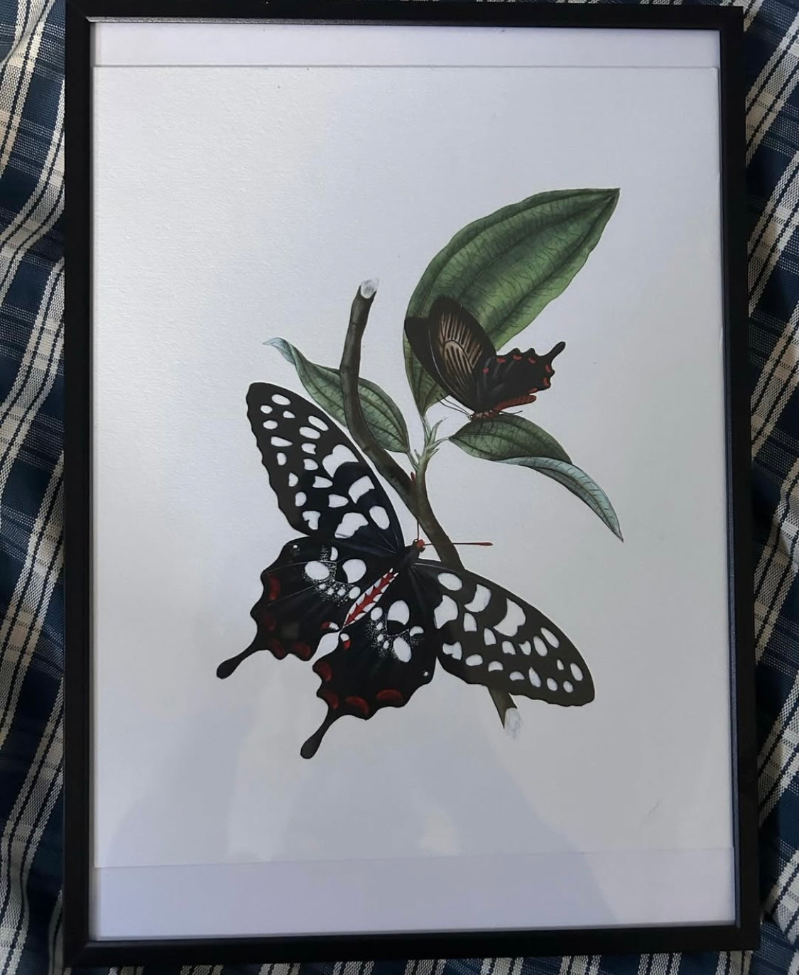 BUTTERFLY PRINT