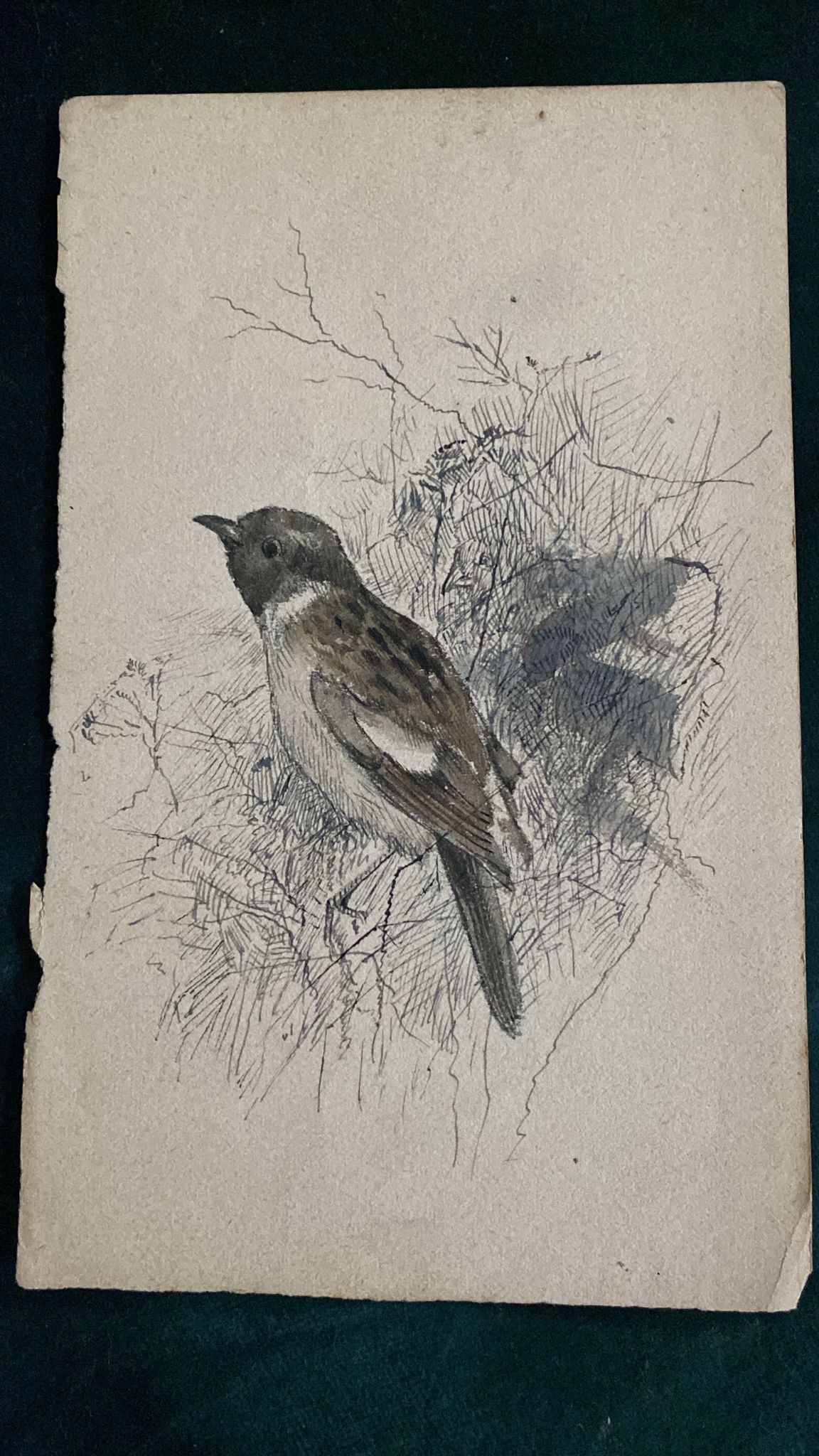 THREE BIRD DRAWINGS
