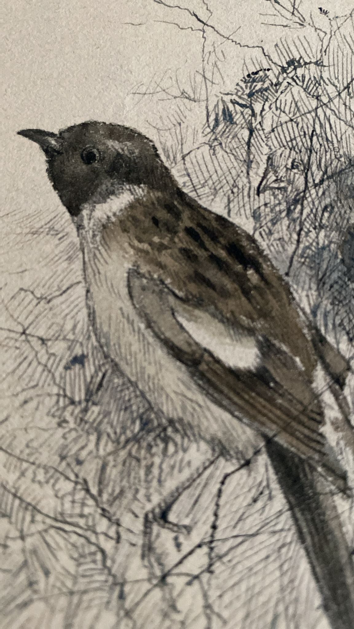 THREE BIRD DRAWINGS