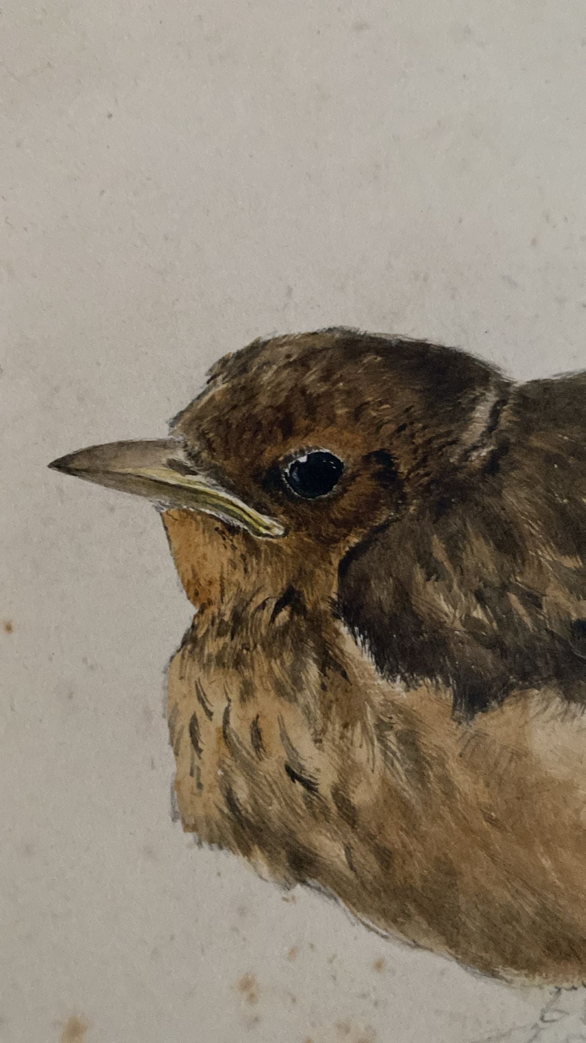 THREE BIRD DRAWINGS