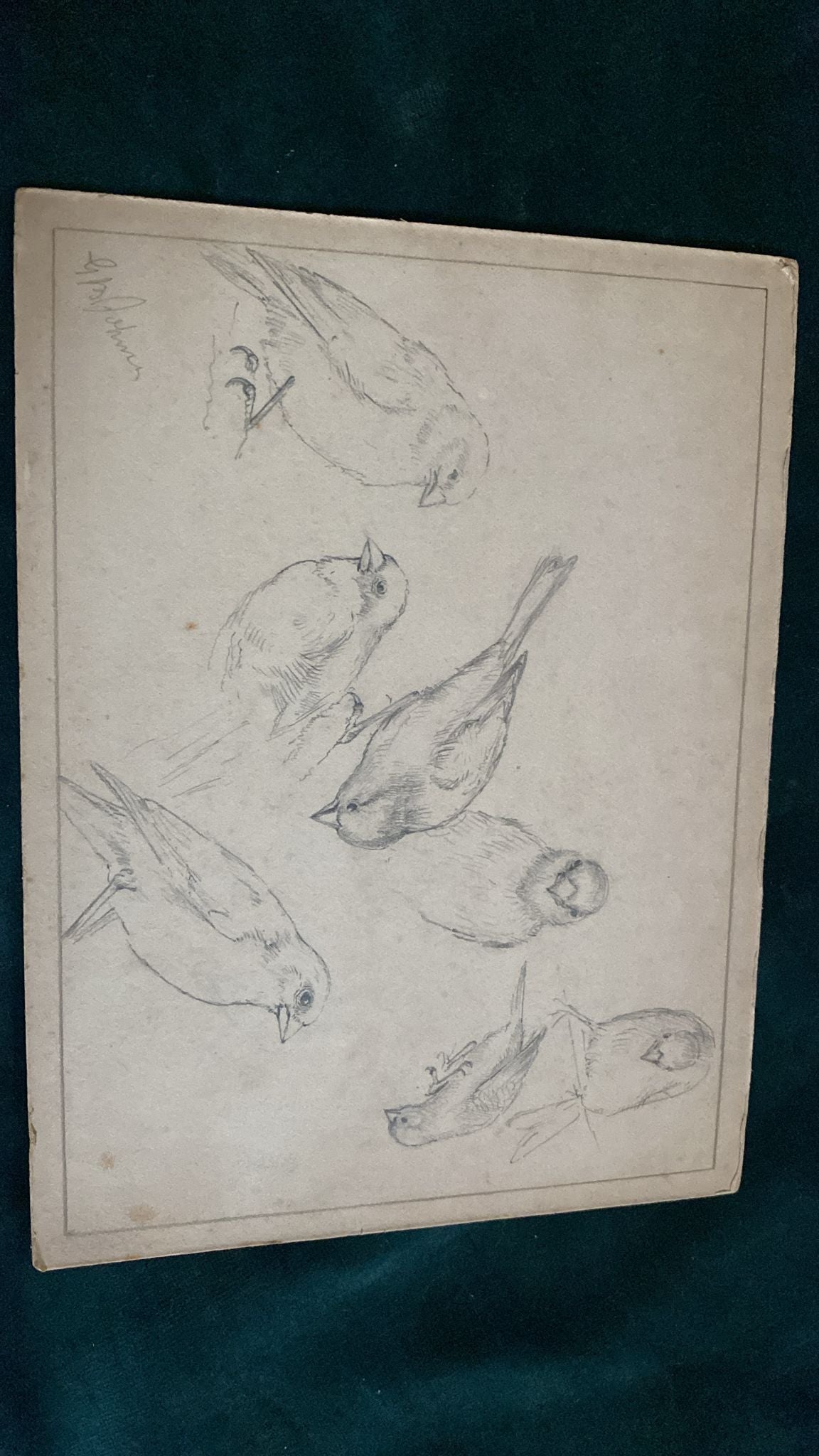 THREE BIRD DRAWINGS