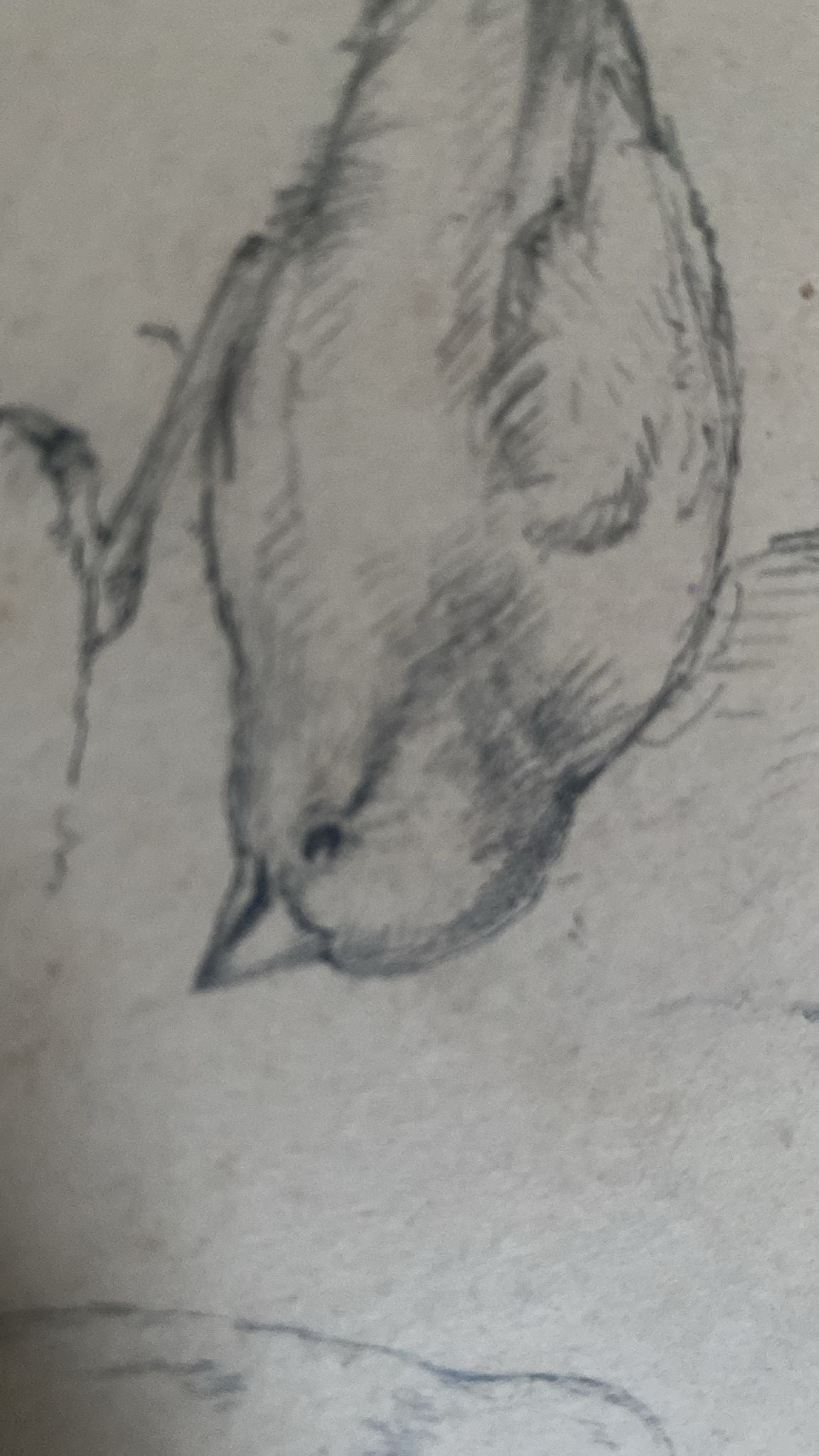 THREE BIRD DRAWINGS