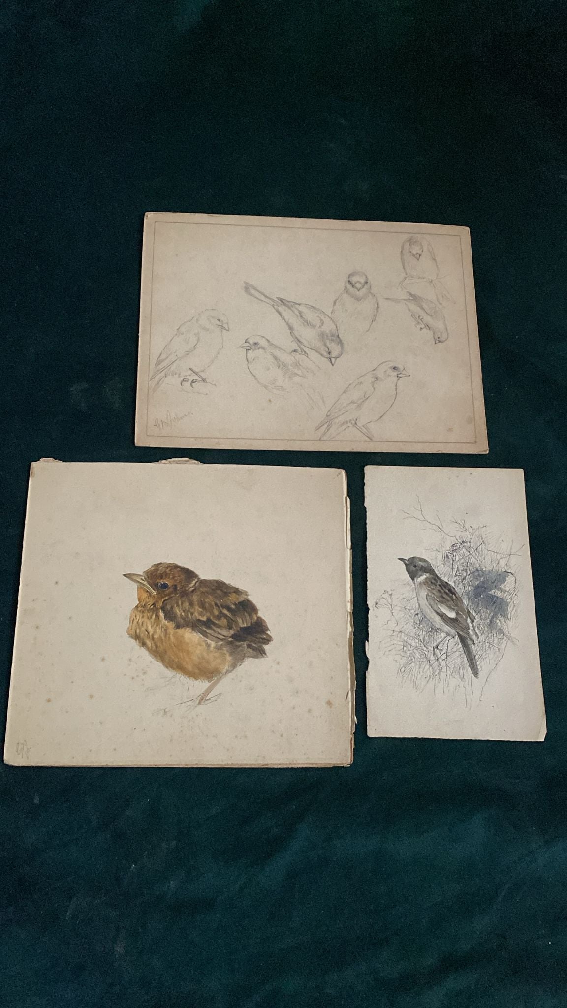THREE BIRD DRAWINGS