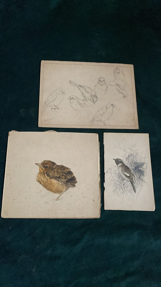 THREE BIRD DRAWINGS