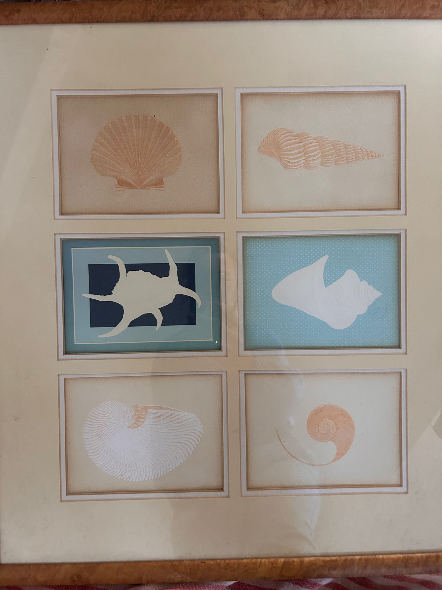 SHELL PICTURE