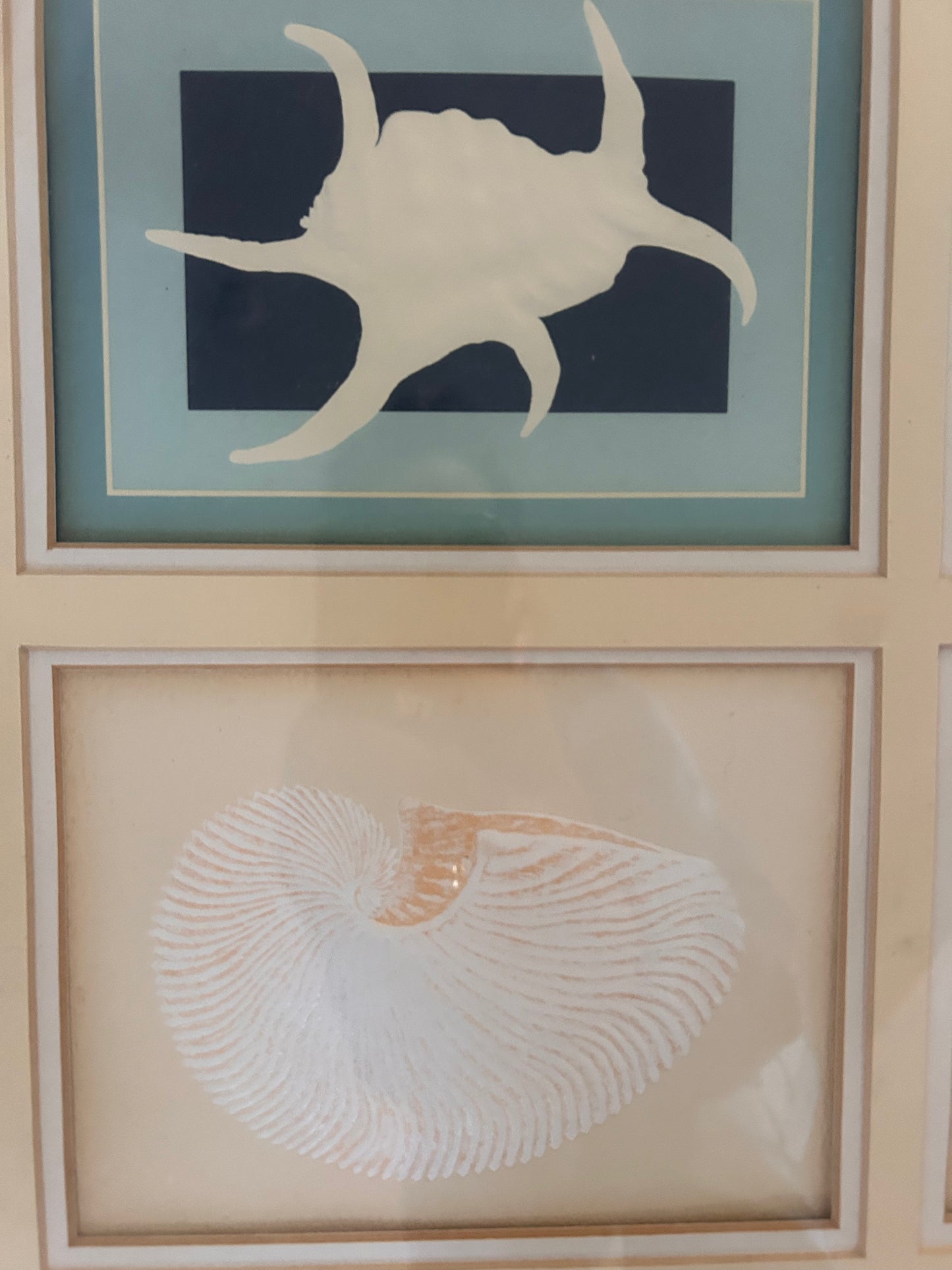 SHELL PICTURE