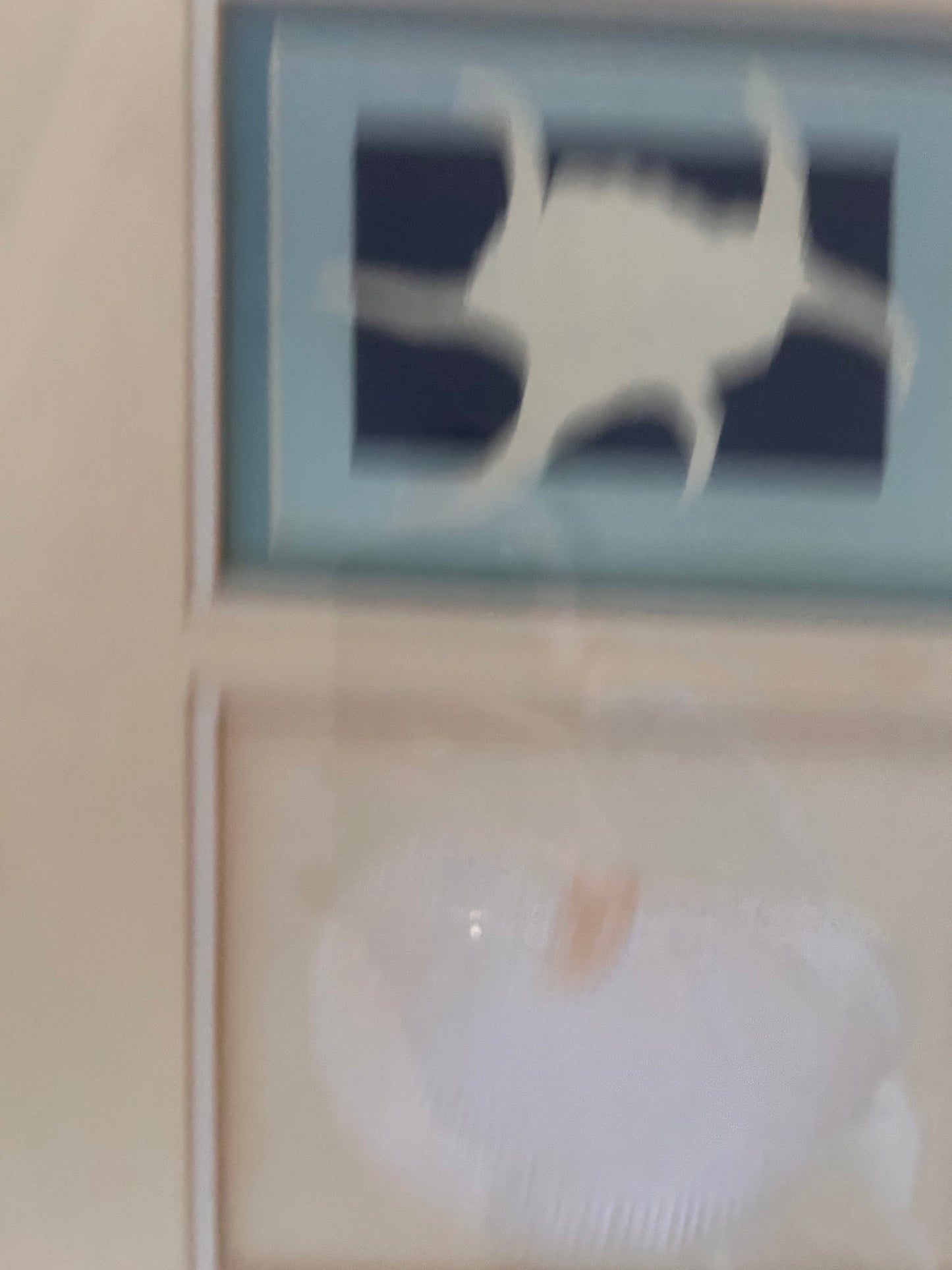 SHELL PICTURE