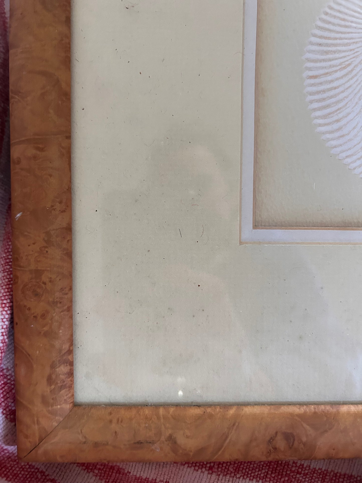 SHELL PICTURE
