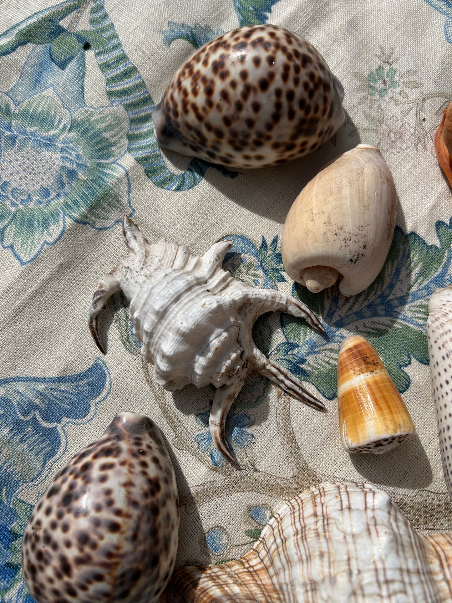 SHELLS