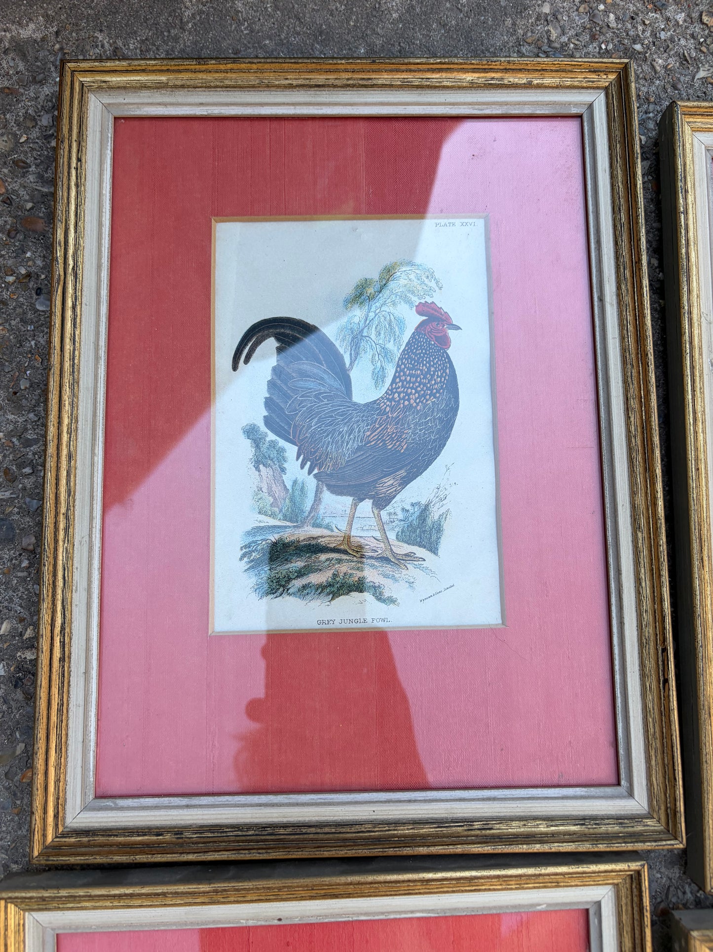 BIRD PICTURES