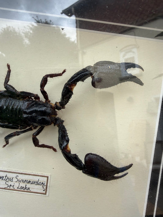 BOX FRAMED BEETLE