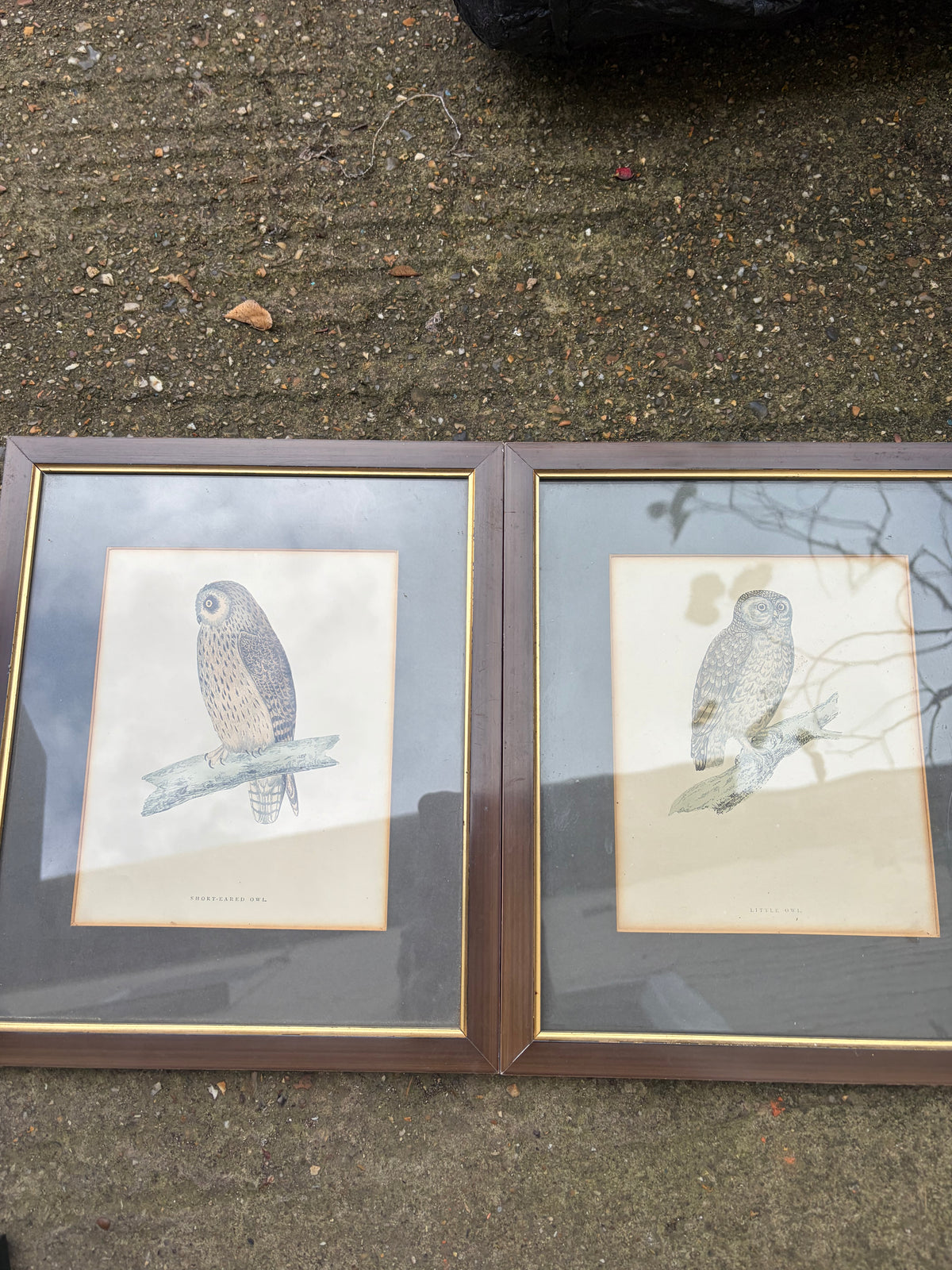 OWL PRINTS