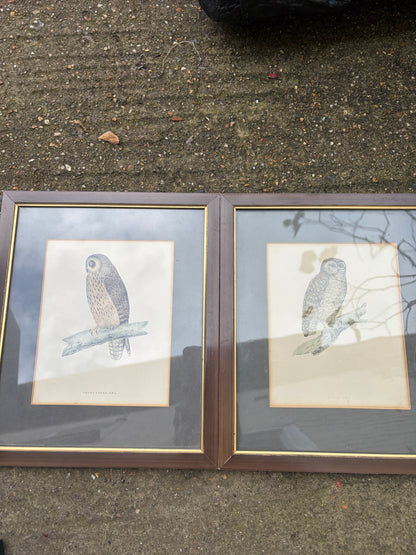 OWL PRINTS