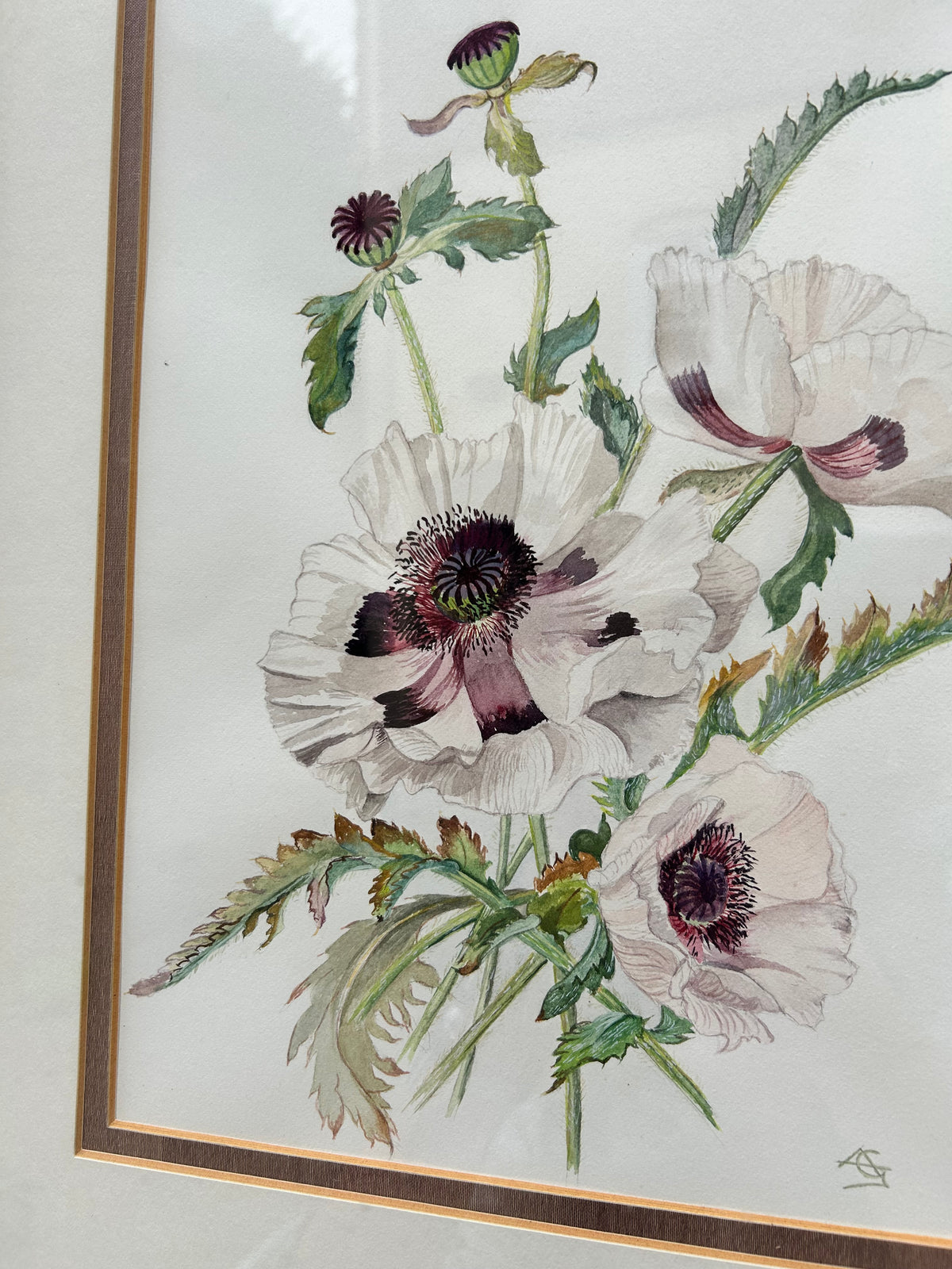 POPPIES PICTURE