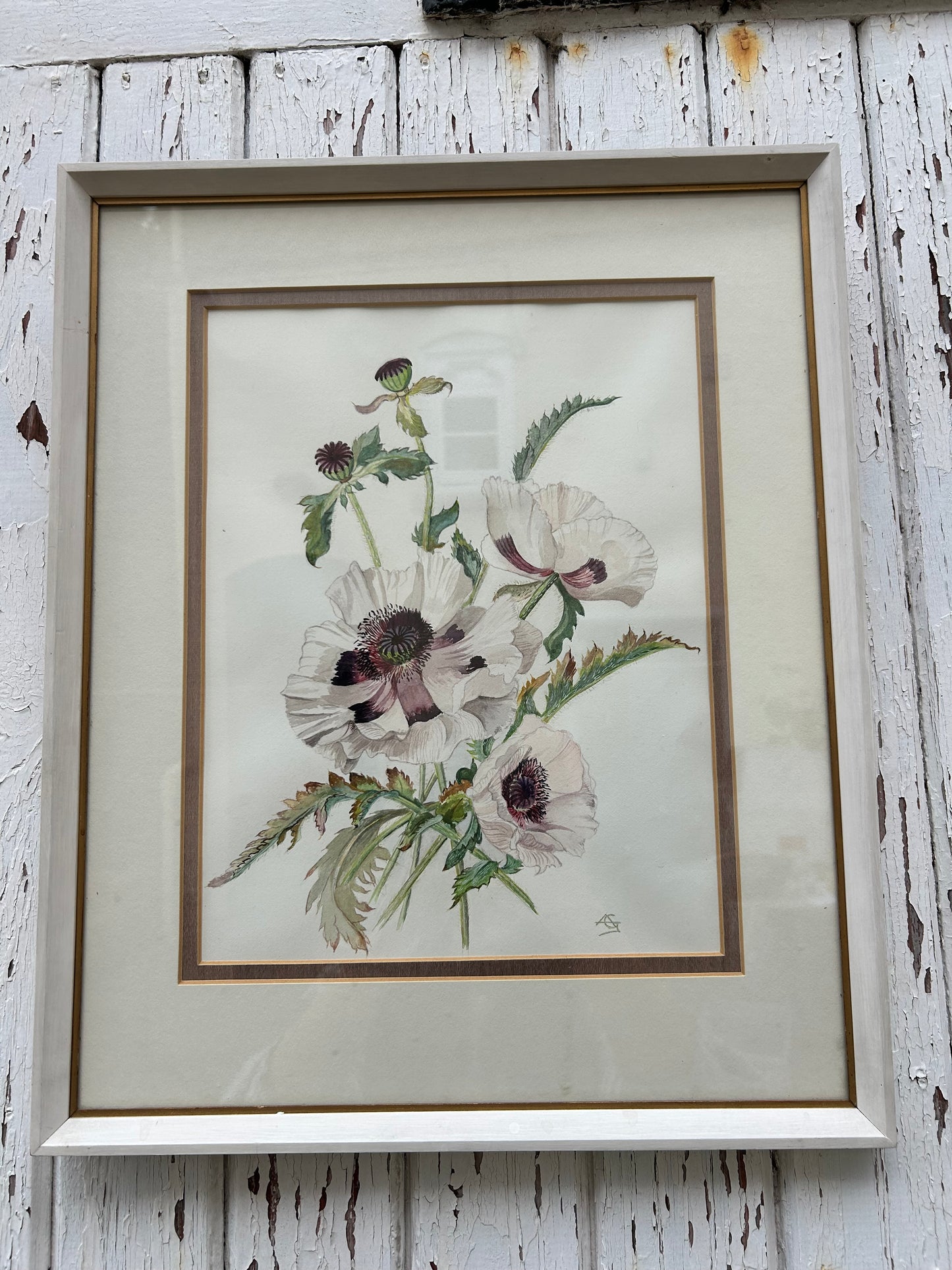 POPPIES PICTURE