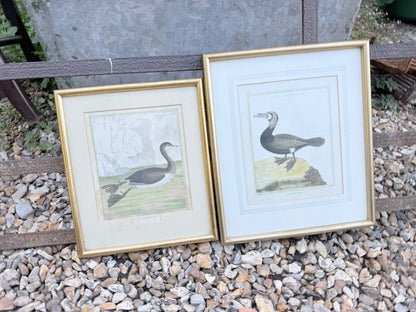 BIRD PRINTS