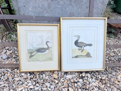 BIRD PRINTS