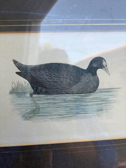 CRESTED COOT