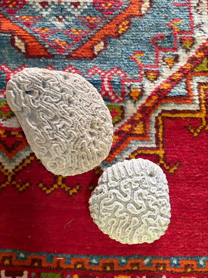 CORAL