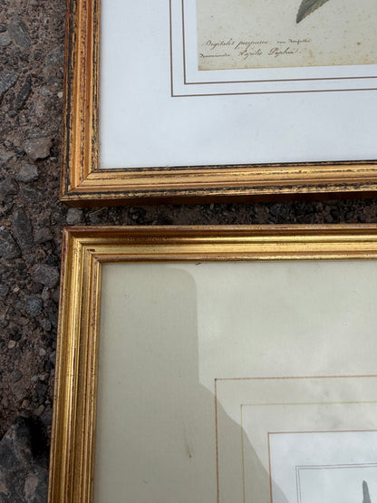 SET OF PRINTS