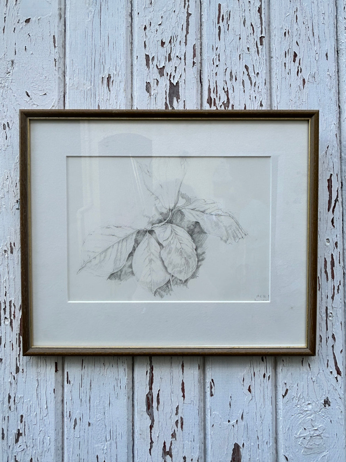 OAK LEAVES DRAWING
