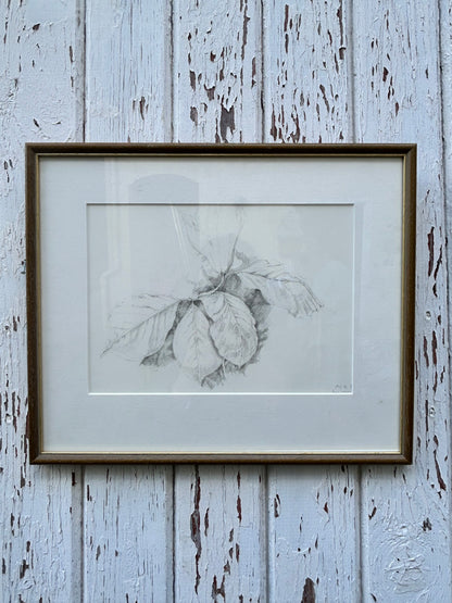 OAK LEAVES DRAWING