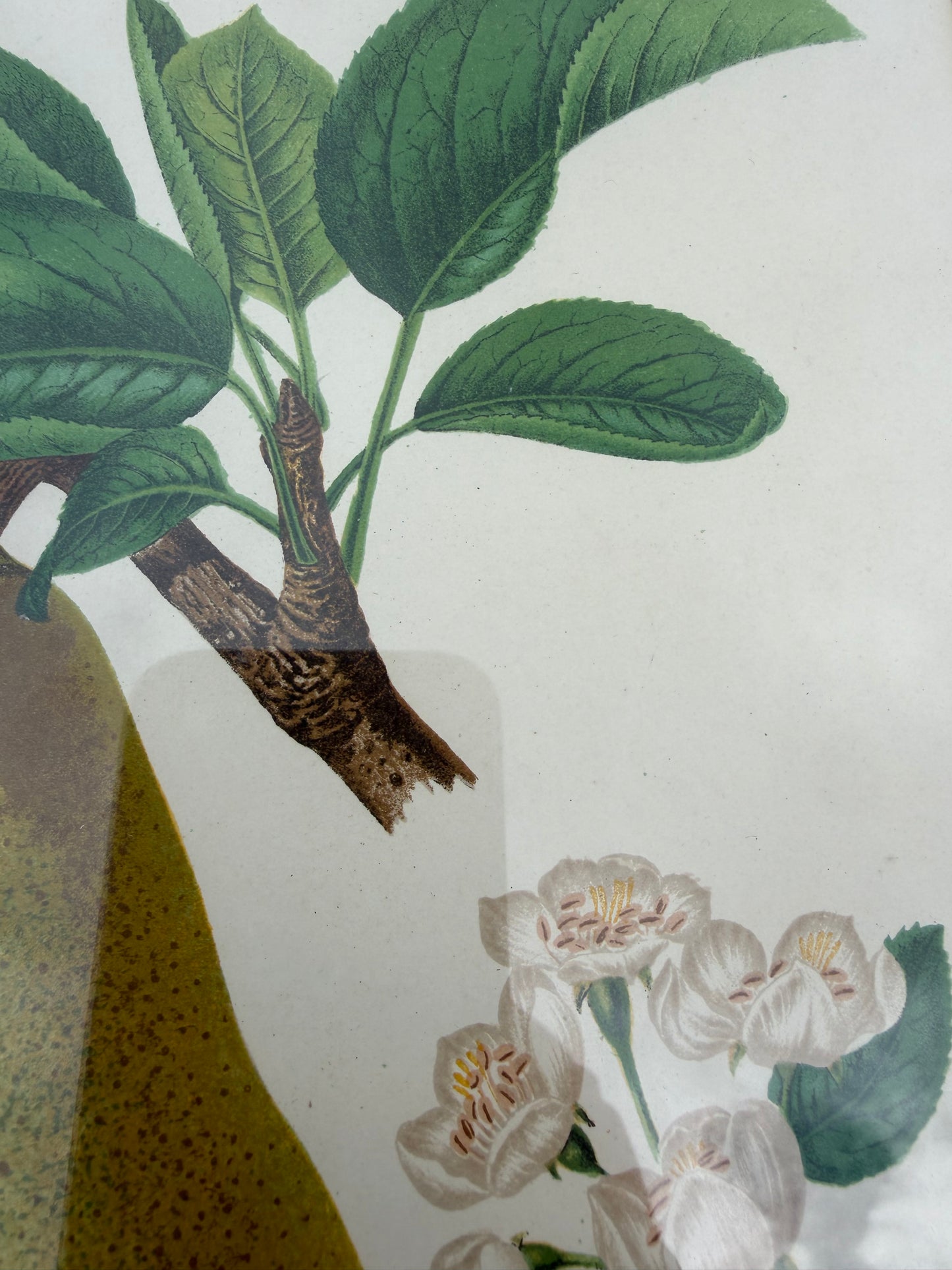 PEAR PRINT