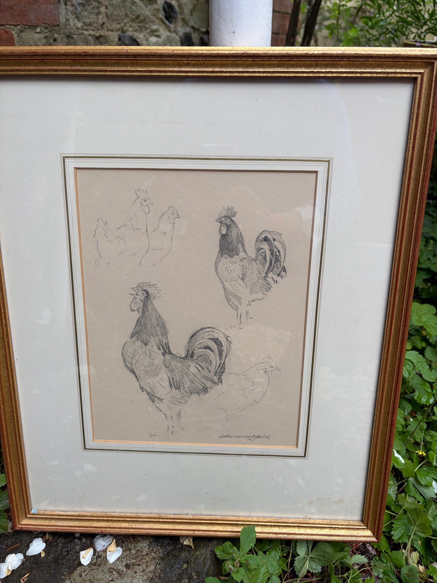 CHICKEN DRAWING