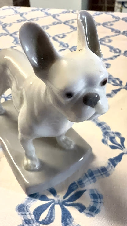 FRENCH BULLDOG