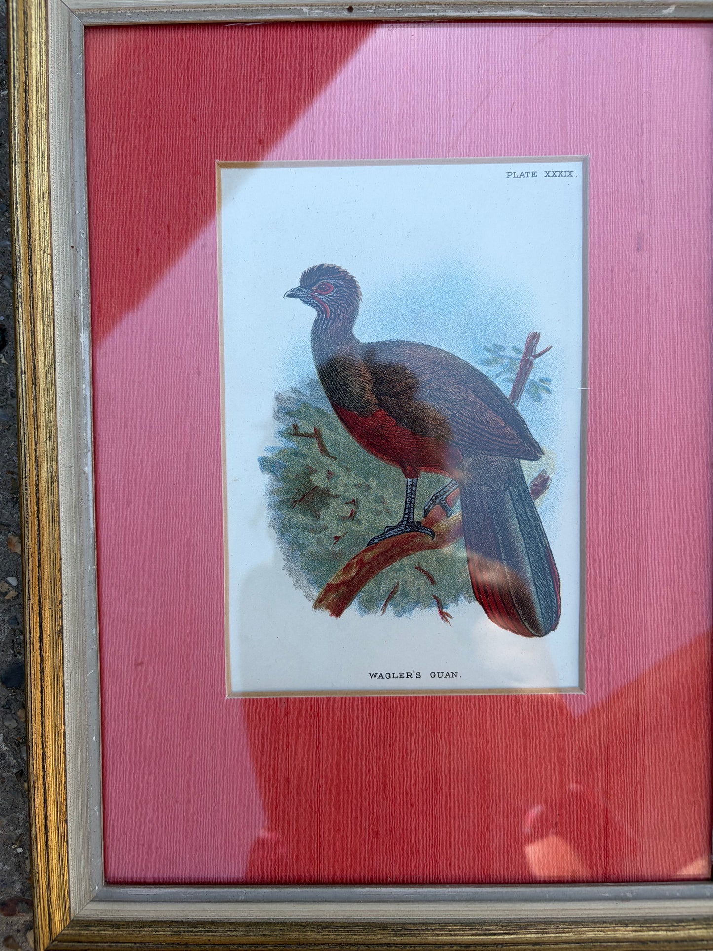 BIRD PICTURES
