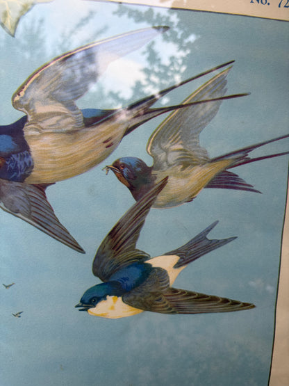 SWALLOWS PRINT