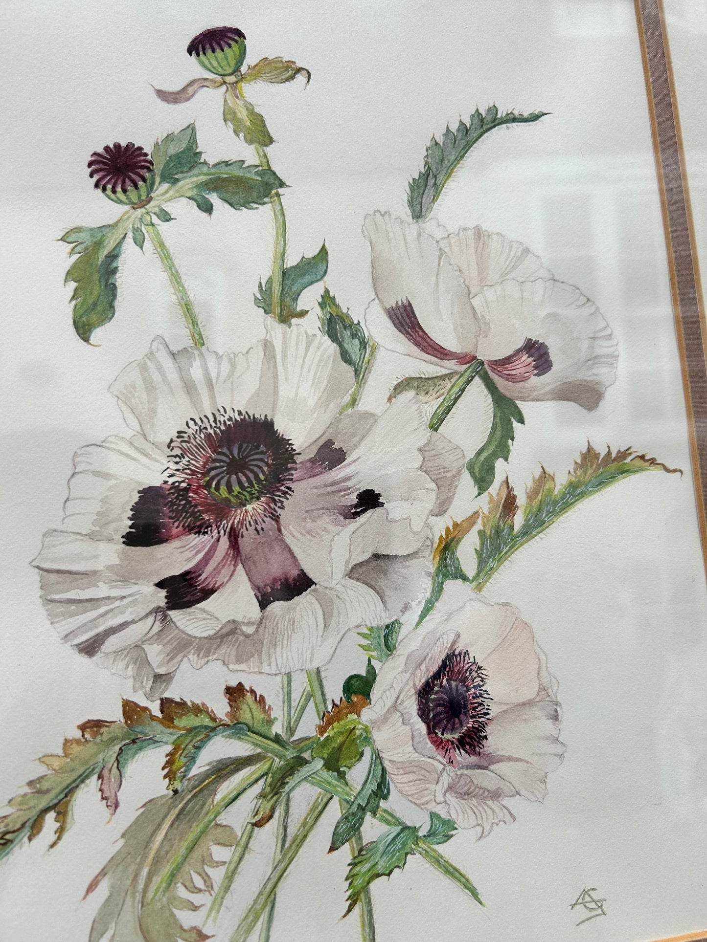 POPPIES PICTURE