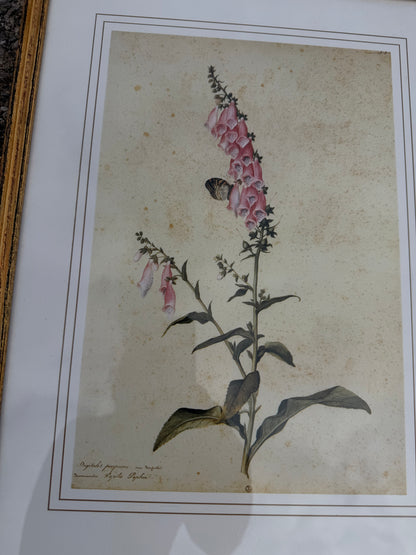 SET OF PRINTS