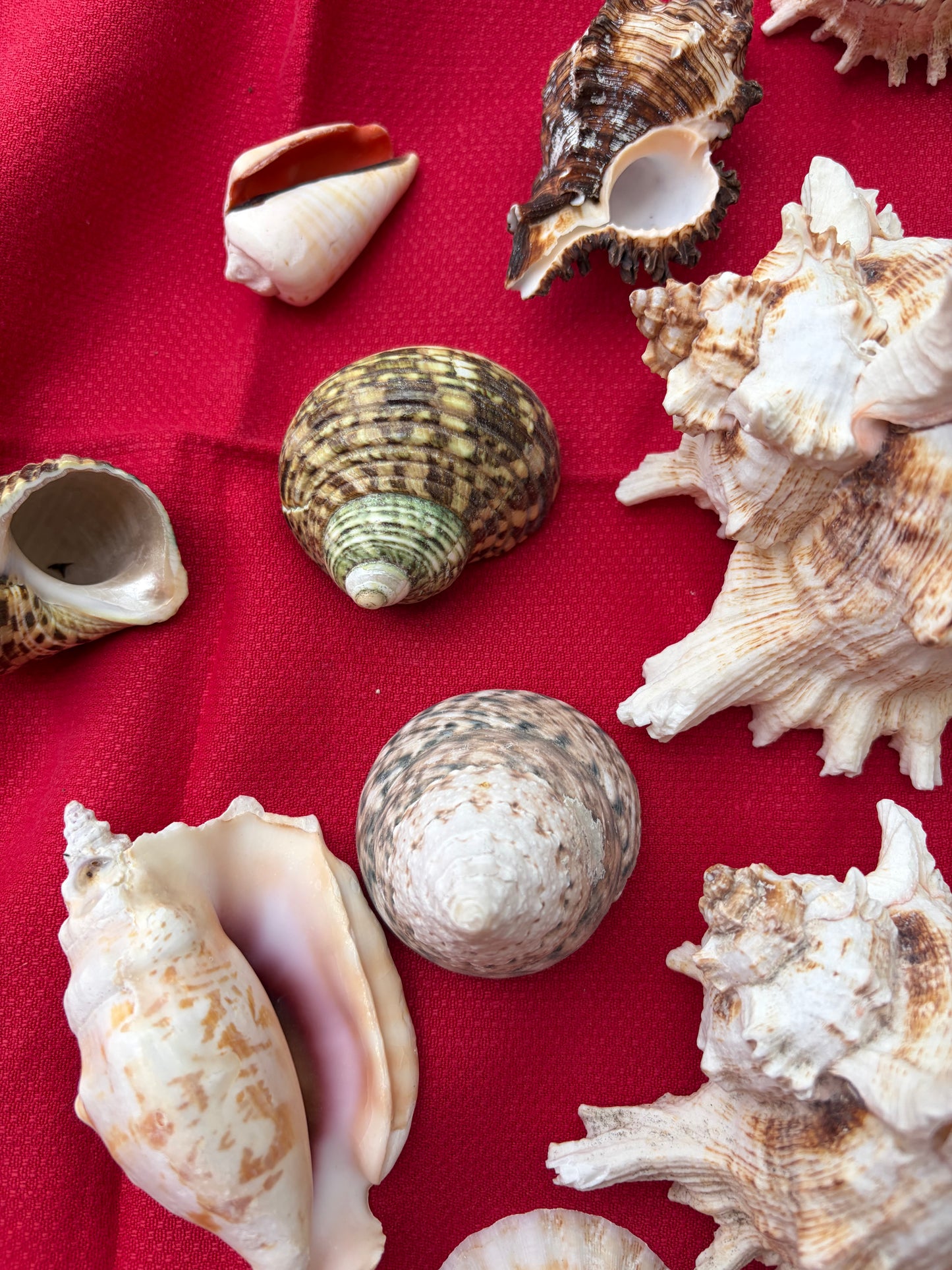 SHELLS