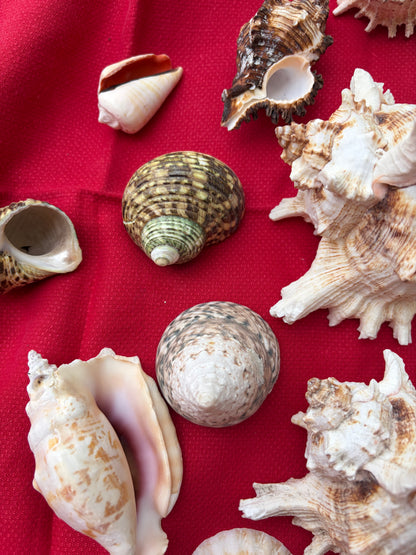SHELLS