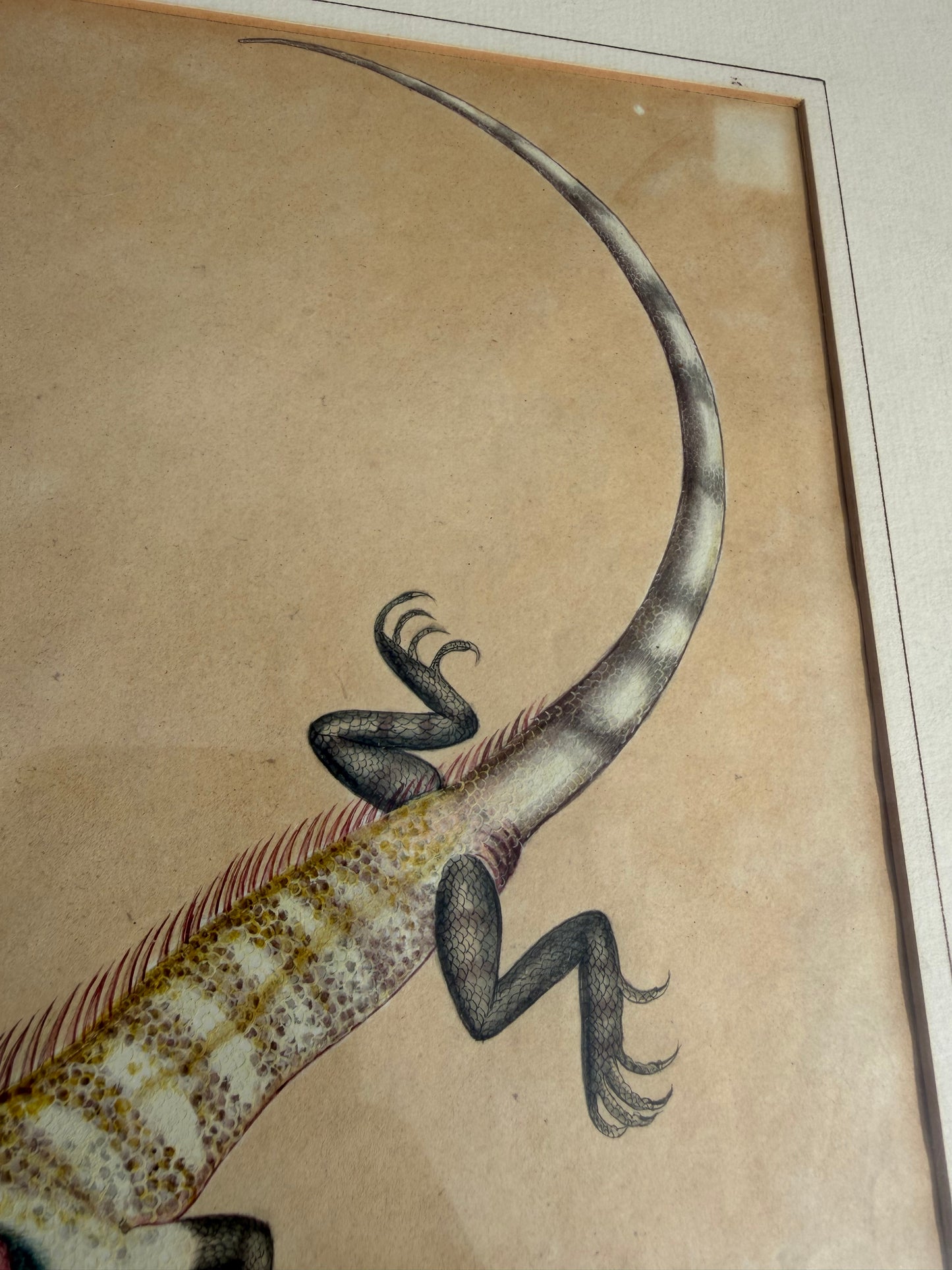 LIZARD