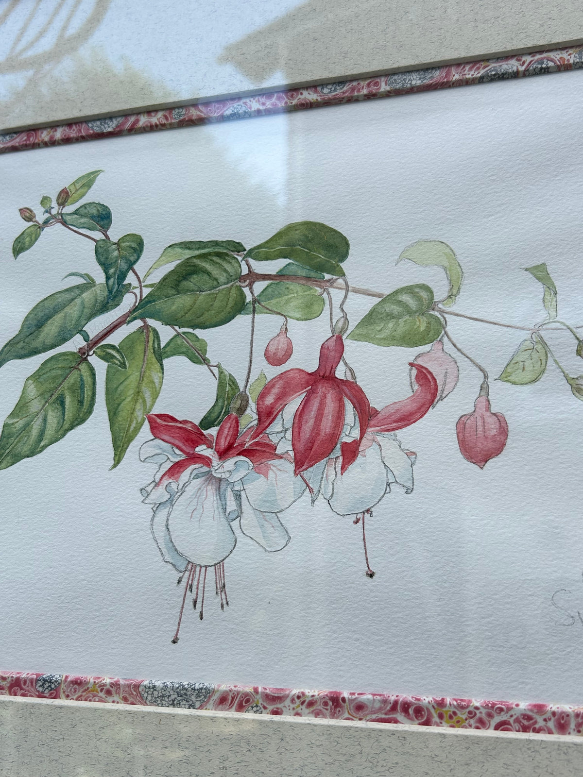 FUSCHIA DRAWING