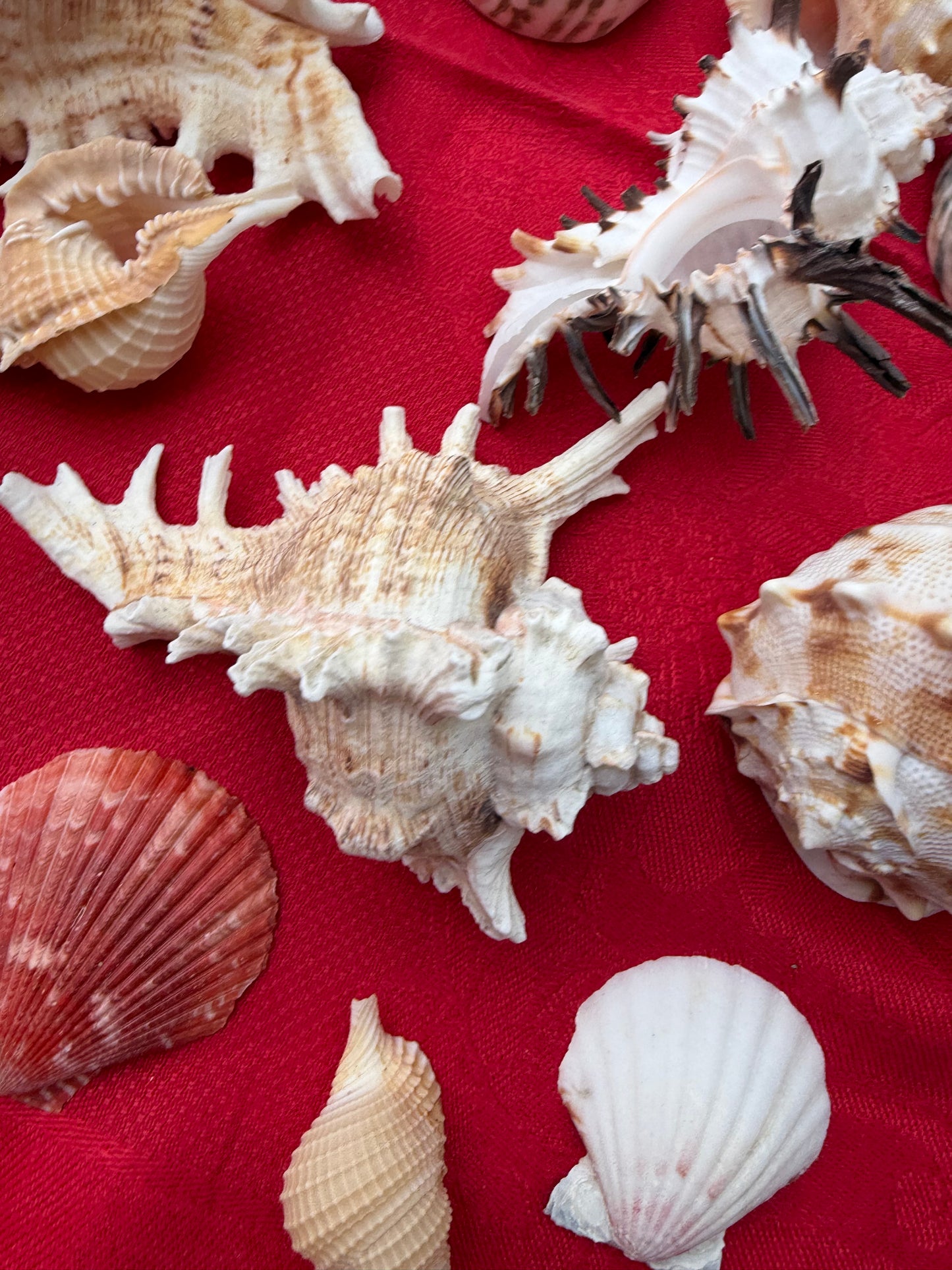 SHELLS
