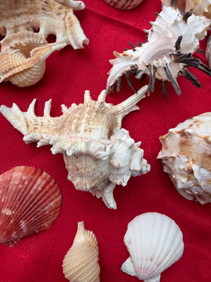 SHELLS