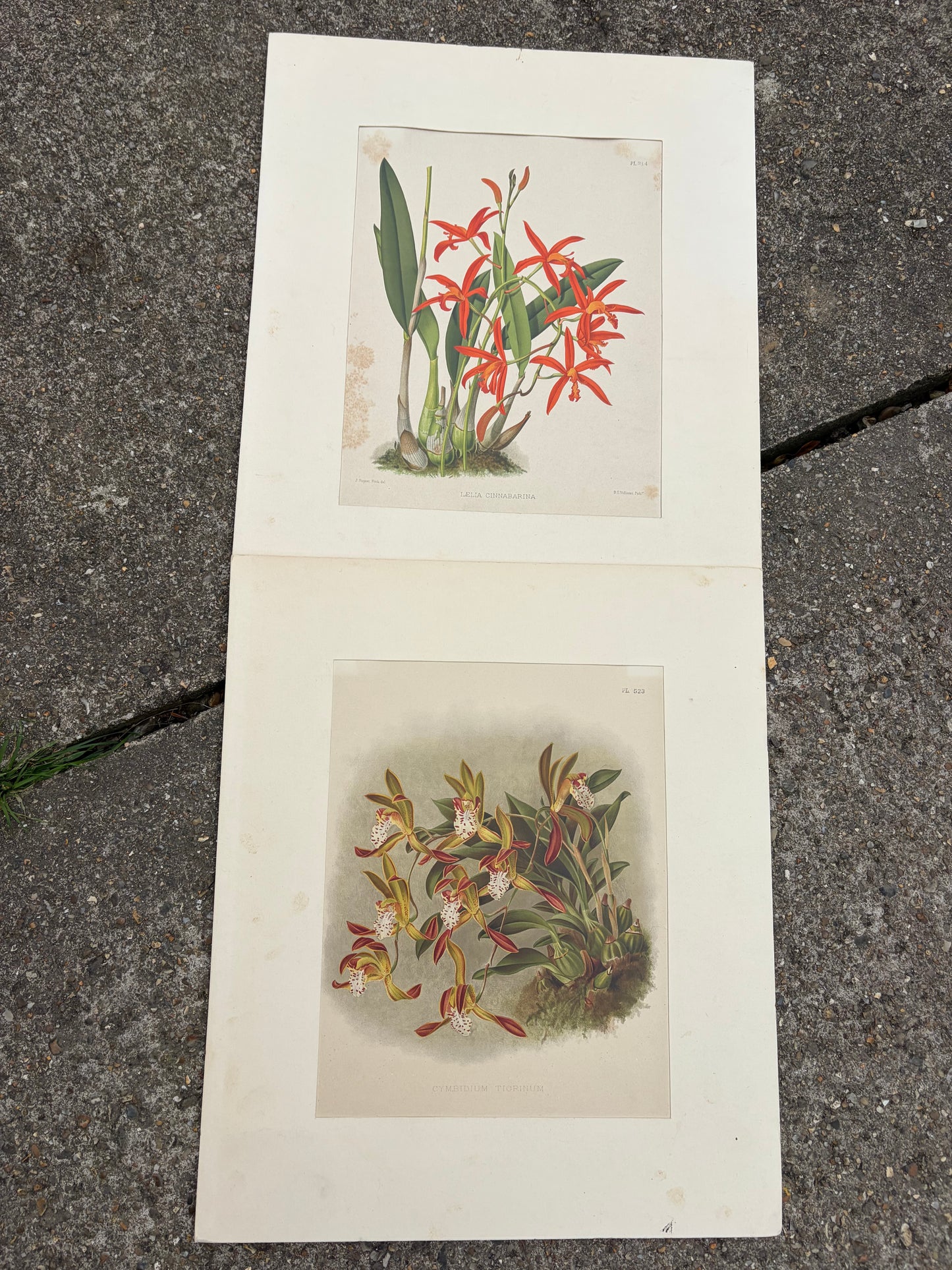 FLOWER PRINTS