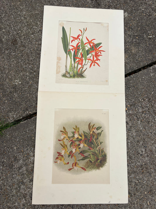 FLOWER PRINTS